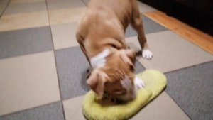 Питбуль Спайк. Щенок питбуля показывает свой характер / ЛАЙВ ВИДЕО