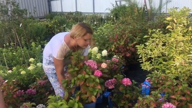 Гортензия метельчатая как меняет цвет? Как обрезать? Когда сажать? смотреть онлайн