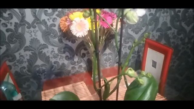 Орхидея после покупки.Что делать с орхидеей, которую подарили.