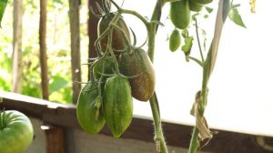 Томат Фиолетовая фея (Purple fairy)