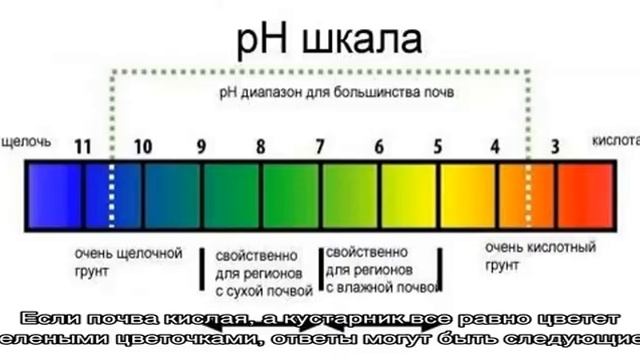 Почему гортензия цветет зеленым цветом и что делать