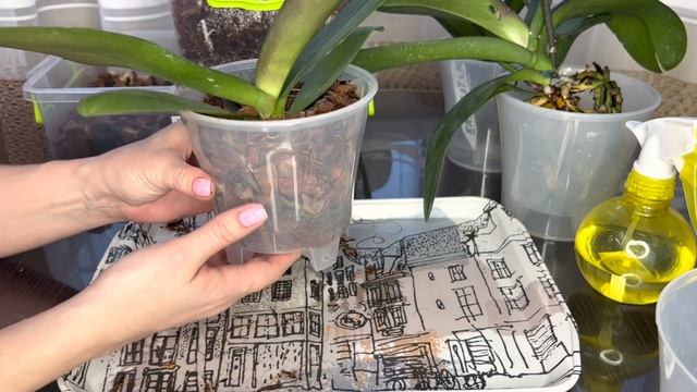 Пересадка Орхидей и кое-что интересное (часть 3) смотреть онлайн