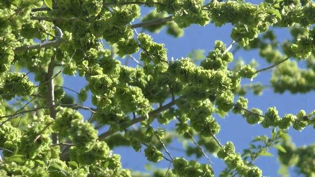 Футаж. весеннее утро. зеленеющий вяз. пение птиц и синицы смотреть онлайн