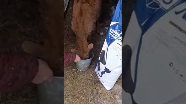 ЗЦМ Биолактис START, выпойка телят смотреть онлайн