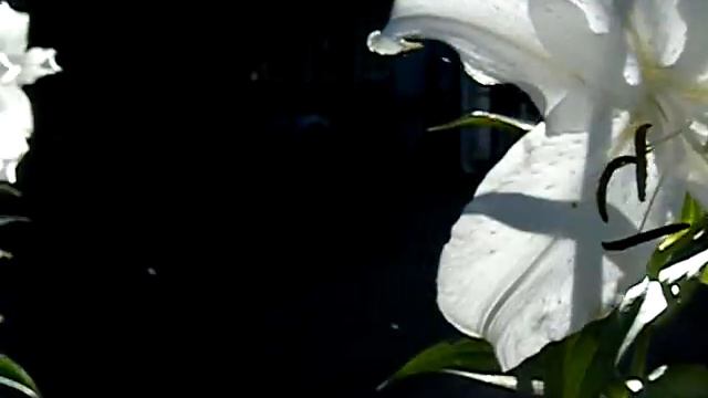 Casablanca is a Flower. смотреть онлайн