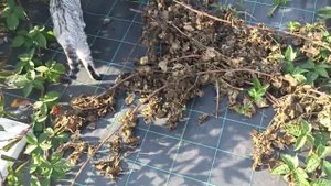 Отправили все посылки начали копку крыжовника и скоро начну вырезать малину и ежевику.