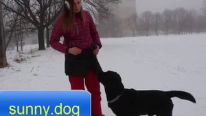 Как правильно командовать собакой? Как правильно говорить собаке команды? как управлять собакой?