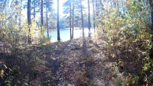 Жареная камбала в лесу.