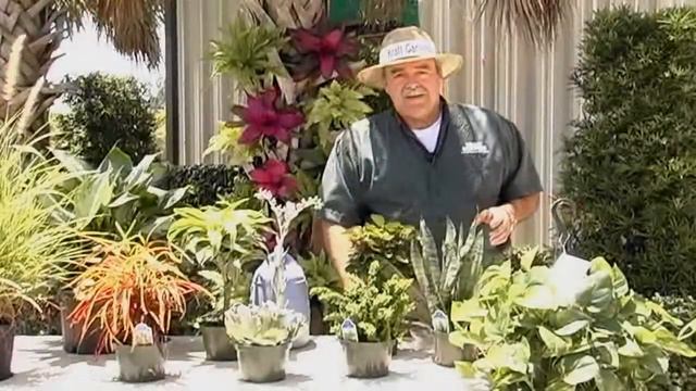 General Plant Care Instructions.avi смотреть онлайн