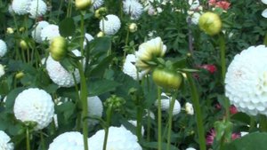 Георгина сорта "Анкресс"