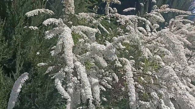Очень красивое цветение! Спирея серая Grefsheim смотреть онлайн