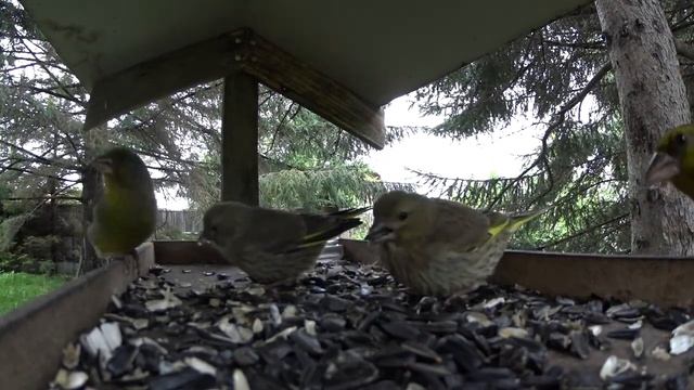 Бёрдвотчинг #28 Выводок птенцов Зеленушек в кормушке (слетки) смотреть онлайн