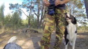 62. Как обучить собаку трюкам. Учим трюки!