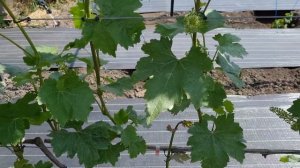 Как проходит цветение винограда с помощью стимуляторов и можно или нужно работать на винограднике.