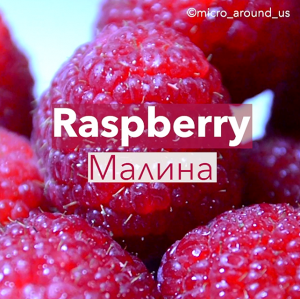 Малина под микроскопом