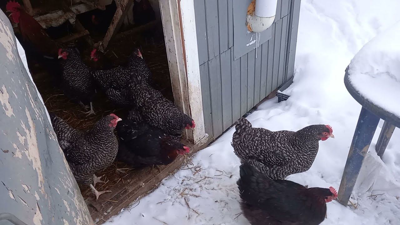 Лечить или рубить кур??? смотреть онлайн