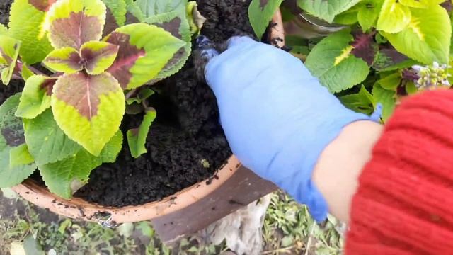 УРАГАН В КУРСКОЙ ОБЛАСТИ. СОХРАНЯЮ РАСТЕНИЯ В ЗИМОВКУ. ПЛЕКТРАНТУС И КОЛЕУСЫ. ВЕРБЕЙНИК И ДИХОНДРА. смотреть онлайн