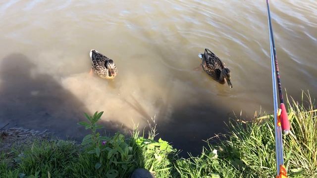 Ловля КАРПА и БЕЛОГО АМУРА на поплавочную удочку. Сложная рыбалка... смотреть онлайн