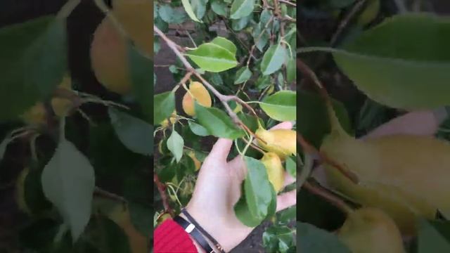 груша "Талгарская красавица" смотреть онлайн