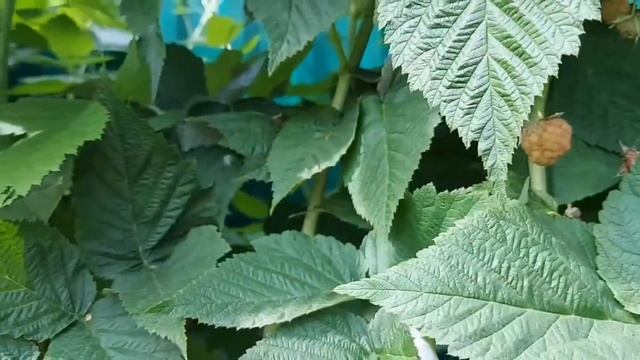 Подкормка ремонтантных сортов малины в начале августа смотреть онлайн