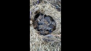 ПЕСЕНКА ЗАЙКА серенький сидит