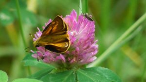 Бабочка. Толстоголовка запятая ( Hesperia comma )