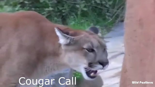 All Big Cat Sounds - Top 10 Big Cat Sound