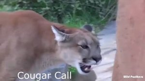 All Big Cat Sounds - Top 10 Big Cat Sound