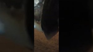 Локальная покраска , удаление ржавчины шкода октавия