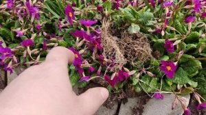 Как лучше посадить Примулу.