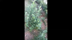 Как защитить сад без химии  Органическое земледелие