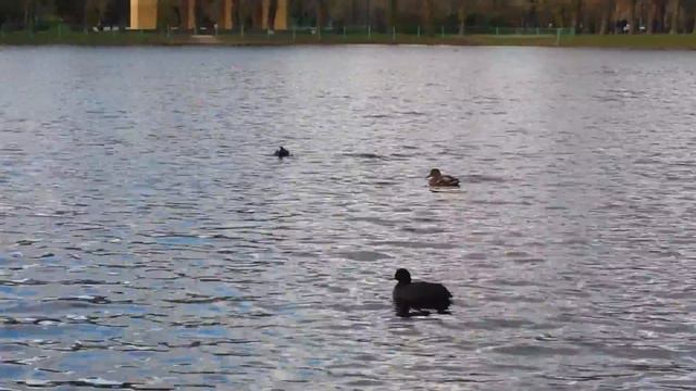 Парк Победы в Санкт-Петербурге смотреть онлайн