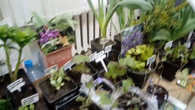 Первоцветам быть!