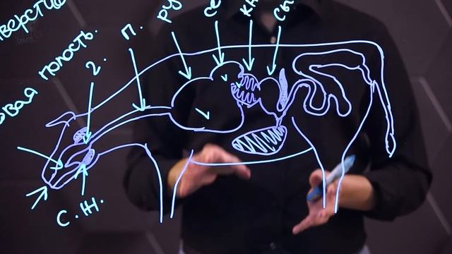 Пищеварительная система животных. 8 класс. смотреть онлайн