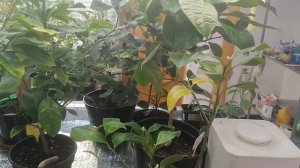 Поболтаем? Классный сорт - лимон Мейера!