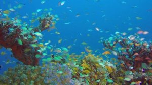 лечебная музыка для сердца и сосудов - Нежная музыка, успокаивает нервную систему и радует душу