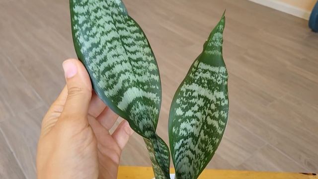 Сансевиерия. Обзор новых сансевиерий в коллекции (20+) Sansevieria.