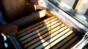 ГЛАВНАЯ осенней ревизии ПЧЕЛ проверка запаса кормов (лежаки.як приняли матку карпатки)