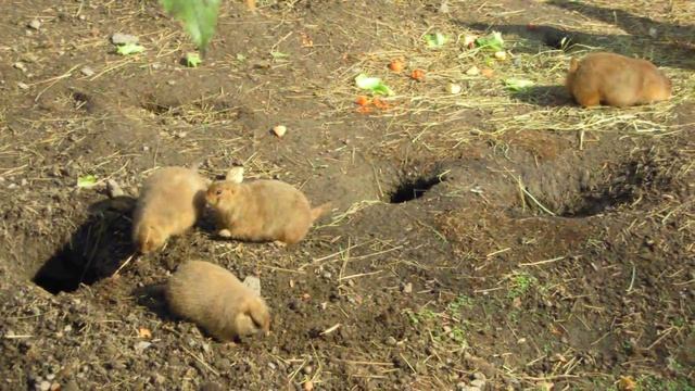 prairie dog (Луговые собачки) смотреть онлайн
