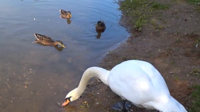Лебедь белая трапезничает смотреть онлайн
