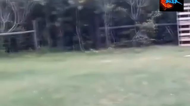 Лев напал на человека! Лучшие видео - Lion attacked a man! Best videos смотреть онлайн