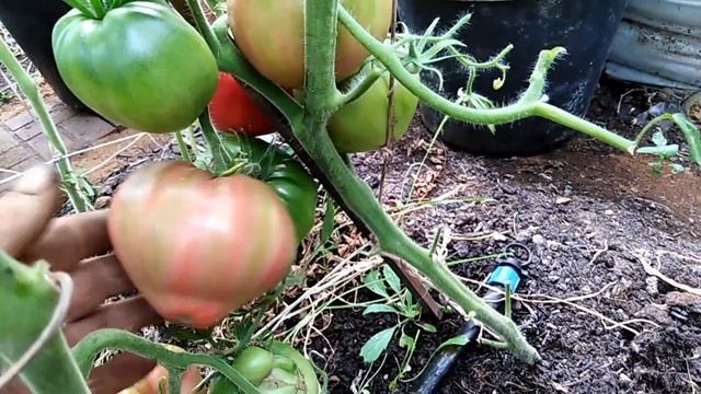 Томат Мишка косолапый розовый. смотреть онлайн