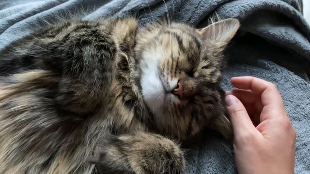 Кот храпит. Котик мило спит. Кошка сладко лежит. Жирный котик видит сны. Fat cat sleep. Funny kitty смотреть онлайн