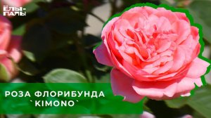 Роза флорибунда `Kimono`