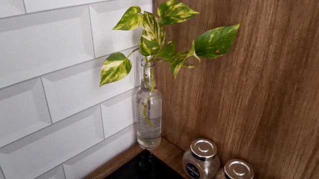 COMO CUIDAR DE PLANTAS DENTRO DE CASA смотреть онлайн