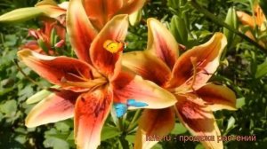 Лилия оа-гибрид Фёст Краун ? оа-гибрид лилия Фёст Краун обзор: как сажать, луковицы лилии Фёст Крау