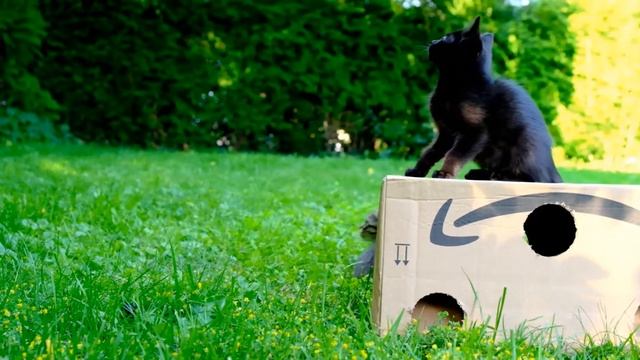 Игры котят. Смешные котята играют в саду.