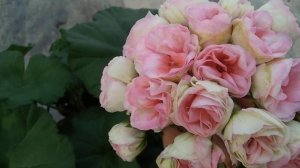 #31.Демонстрация сорта - новинки Jagershus Borre.