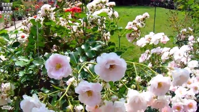 HD SONY DSC-H300 TEST PHOTO&VIDEO Gradina Botanica Galati ROMANIA - costea.laurentiu.2014 смотреть онлайн