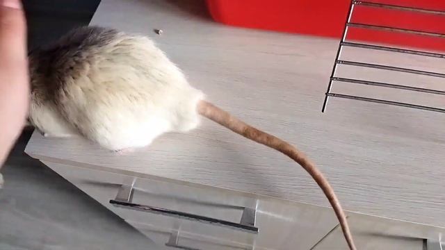 Как крысам помочь перенести жару/как мы спасаемся от жары#моилюбимки #листиккексик #твимз #ratslove смотреть онлайн